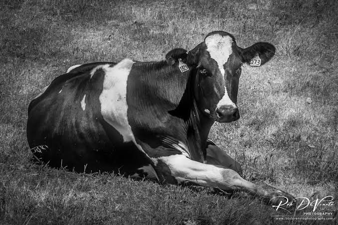 ICAR-NRC Develops AI - based system for realtime detection and tracking of Mithun behaviour in natural farm environment ICAR-NRC Develops AI - based system for realtime detection and tracking of Mithun behaviour in natural farm environment