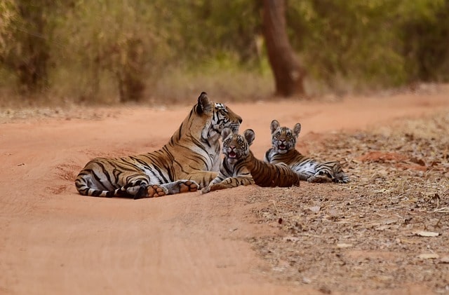tiger-population-increased-from-2967-in-2918-to-3682-in-2022-union-minister