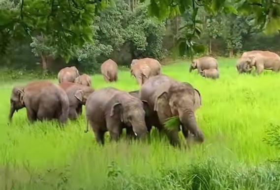 Fear and grief grip Jharkhand’s Koderma villages where a herd of jumbos killed two persons