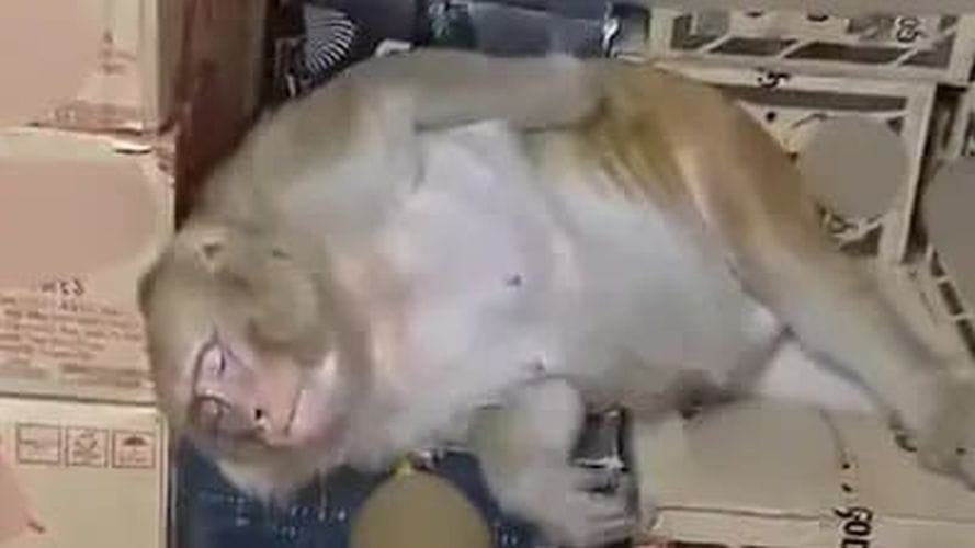 explained-why-female-monkey-was-left-boozing-and-dozing-at-a-liquor-shop-in-jharkhand