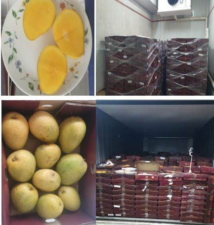 ICAR-CISH develop protocol for mango export; Singapore gets 4.3 tonnes of Banganapalli mangos from AP in India