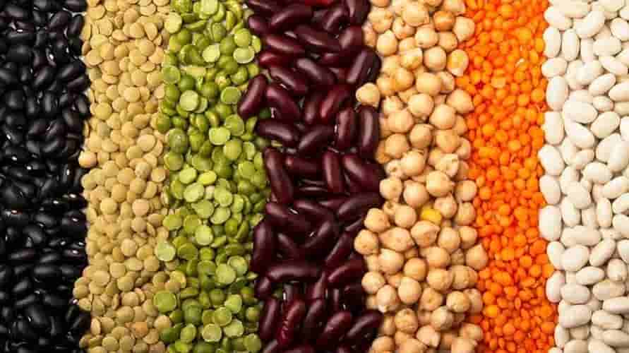 indian-pulse-mission-launched-to-enhance-production-of-tur-urad-and-masoor-become-self-reliant-by-2030