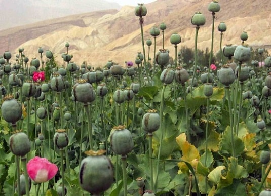 Jharkhand High Court takes suo moto cognizance of illegal cultivation of opium poppy in tribal land- Khunti 