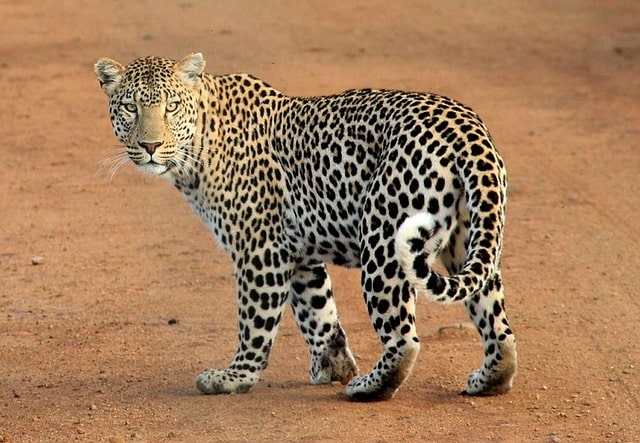 Five-year- old mauled to death by wild leopard in Jharkhand 