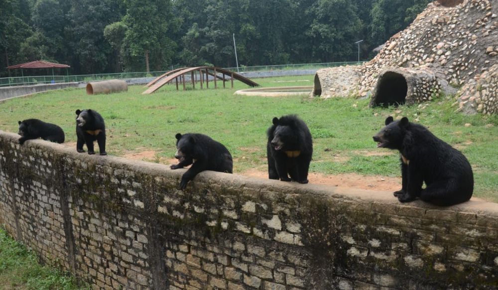 Corona lockdown helps Birsa Munda zoo animals play, relax