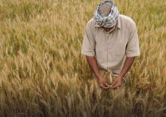 wheat-production-scenario-202526-crop-remains-resilient-despite-weather-variations-claims-centre