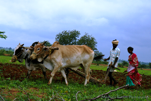 Farmers greet monsoon rains,begin ploughing in Jharkhand