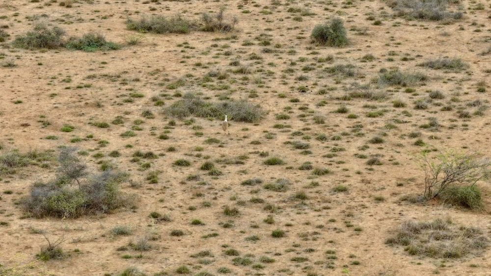 exclusiveconservation-effort-leads-to-successful-hatching-of-great-indian-bustard-chick