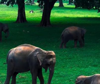 Wildlife Census, Jharkhand: Mobile App based data collection ends; counting with human assistance begins 