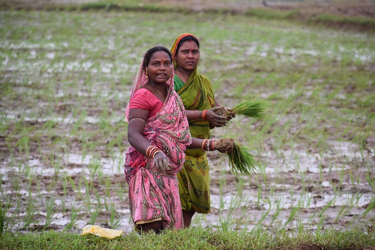 Jharkhand farmers crib as paddy-sown area covers far below target due to deficient rainfall 
