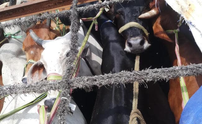 Three cattle smugglers jailed,25 cattles saved in Hazaribagh