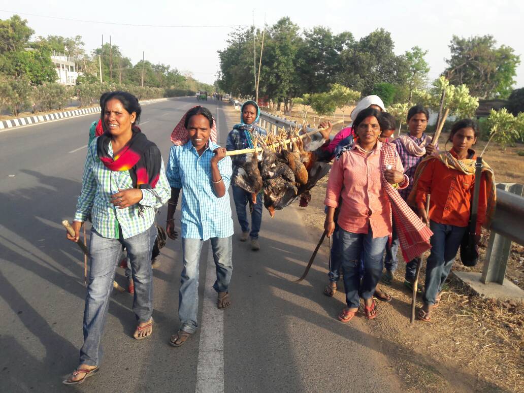 Tribal women move hunting chickens-roosters,celebrate Jani Shikar