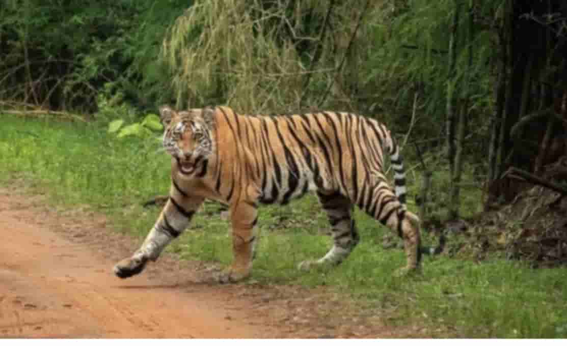 jharkhand-faces-empty-tiger-territories-the-missing-link-in-conservation-visible