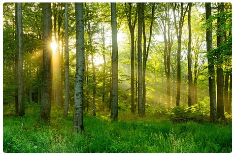 Centre To Release India State of Forest Report 2023 in FRI, Dehradun 
