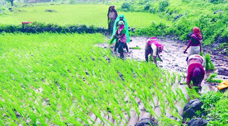 Centre released Rs 227.64 crore crop insurance fund for 6.01 lakh Jharkhand farmers