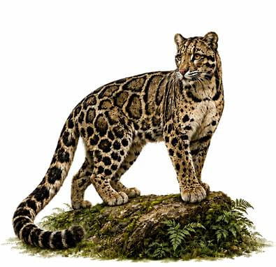 international-clouded-leopard-day-technology-driven-interventions-to-protect-the-species-and-its-habitats