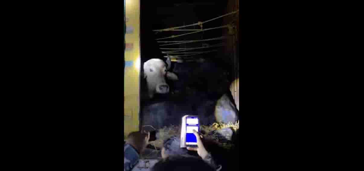 Jharkhand cops arrest UP cattle smugglers, recover 73 buffaloes from 2 trucks bound for Bihar 
