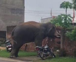 Maoists out, Elephants still rocking Latehar in Jharkhand 