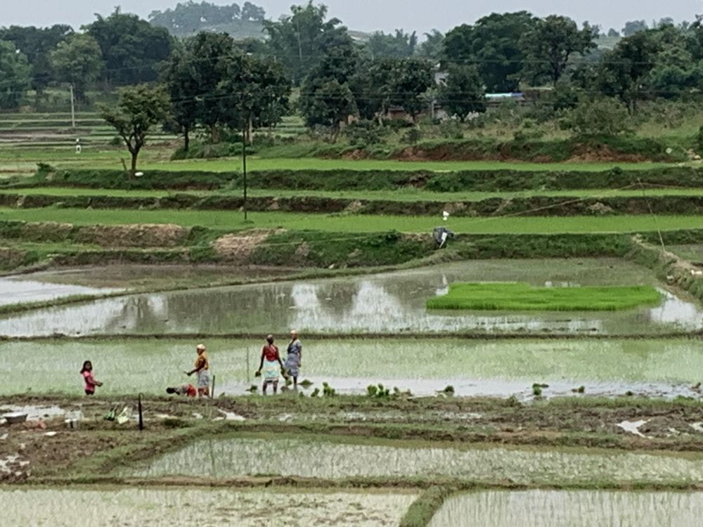 nba-released-rs-822-crore-to-rice-research-institutes-and-rice-growing-states-minus-jharkhand