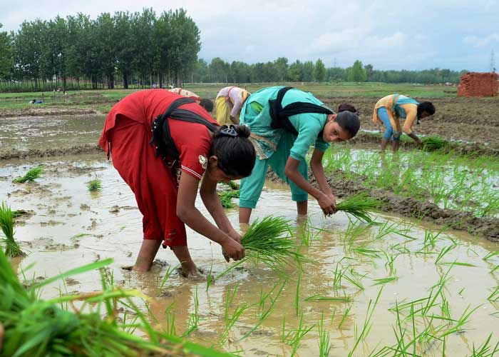 Women sow paddy in low lying fields in Ranchi