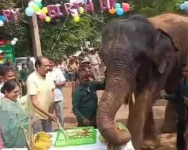 ‘Abua Hathi’ App launched on the Rescued Elephant Rajni’s 16th birth day in Jharkhand 