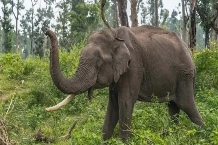 A herd of elephants continued to run amok, trampling to death three persons in Jharkhand 