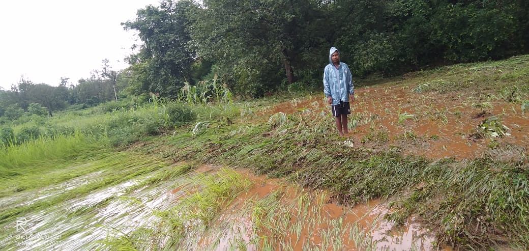 Rains flood villages of Ho tribals, damage their paddy crops in Saranda 