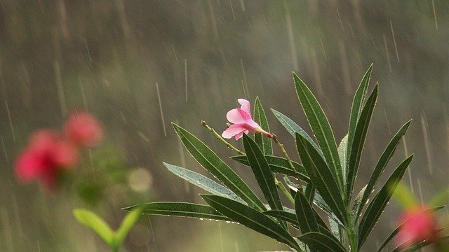 Monsoon rainfall to be normal or above normal this year:IMD