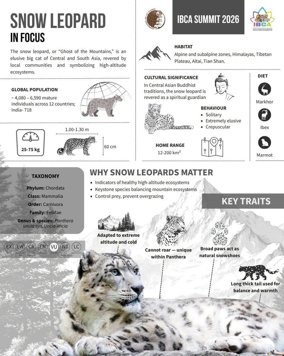exclusive-ibca-promotes-the-ghosts-of-the-mountains-snow-leopards