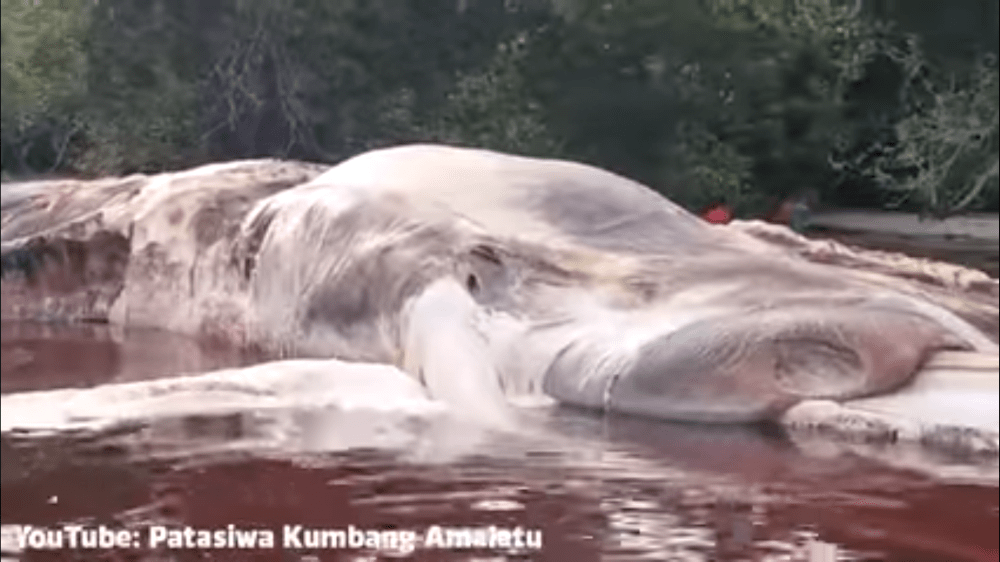 Gigantic & Mysterious Sea Creature spotted along Indonesian Beach