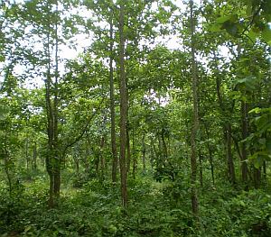 Govt set to amend Jharkhand Forest Produce Rule 2020