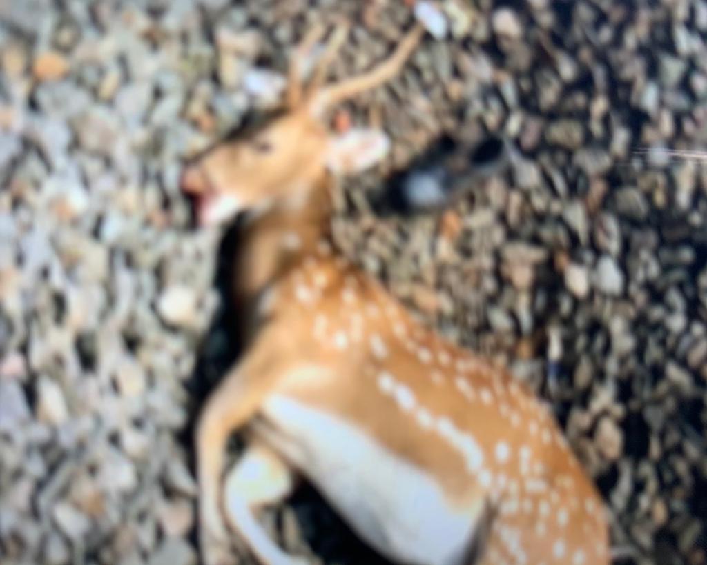 “It was a blood bath”: Freight train kills five wild deer in Betla  