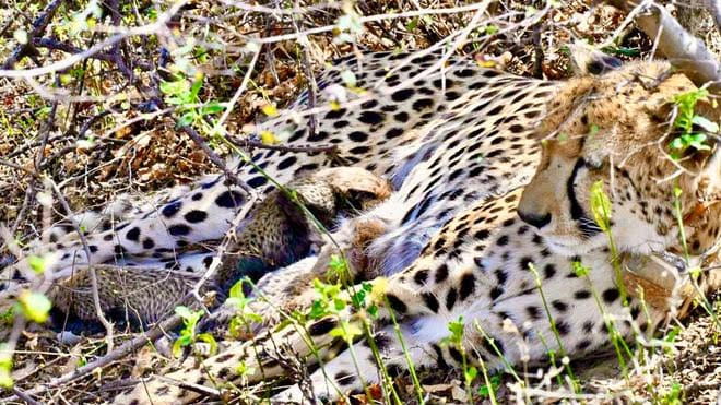 south-african-cheetah-gamini-blessed-with-four-cubs-in-open-forest-of-the-kuno-national-park
