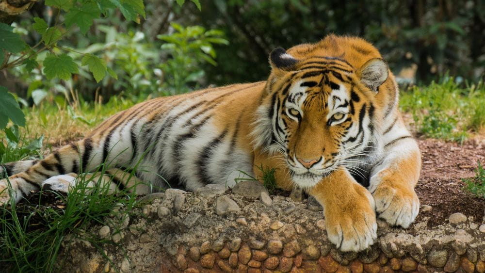 international-tiger-day-2026-india-goes-wild-in-tiger-conservation