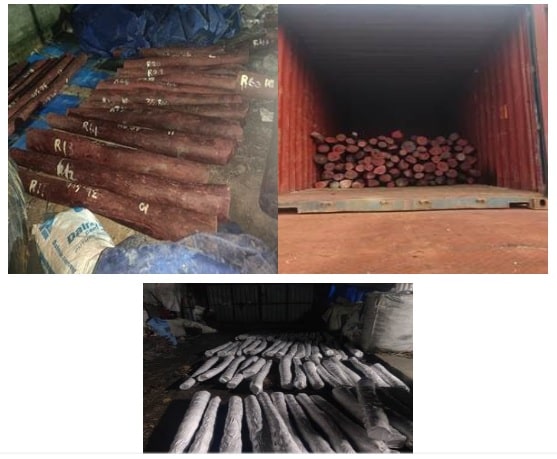 DRI thwarted export of prohibited red sanders worth Rs. 6.26 crores