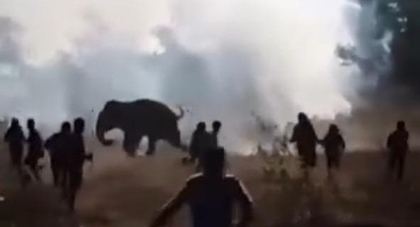 ‘Emergency’ declared to contain a wild Tusker on a rampage, killings 22 persons in Jharkhand