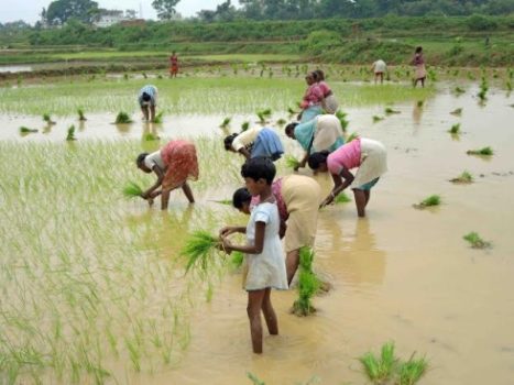 Rainfall helps farmers speed up sowing of paddy seeds in Jharkhand
