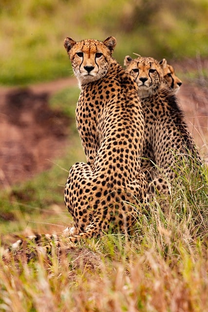 Cheetah mortalities at Kuno National Park point to natural causes: NTCA