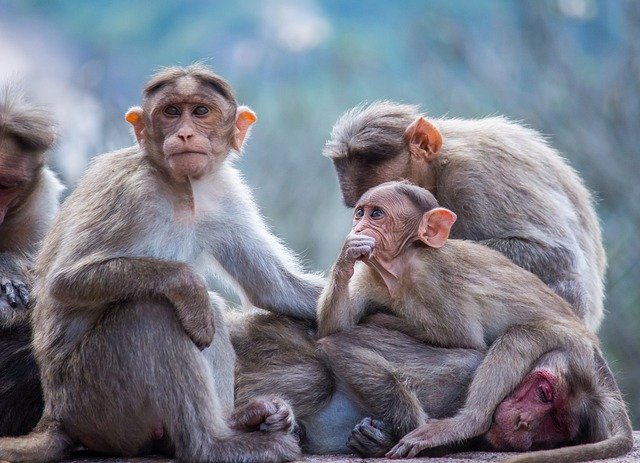 Don’t feed monkeys inside Court premise, Delhi HC advised lawyers 