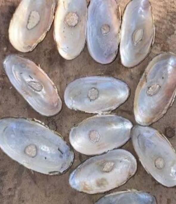 pearl-farming-gains-ground-evolved-in-jharkhand