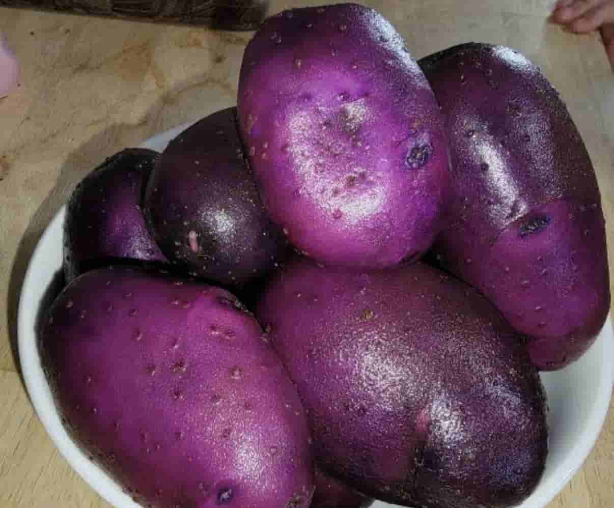 exclusive-icar-cpri-develop-purple-skinned-fleshed-potato-kufri-jamunia