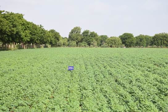 Exclusive: CAZRI Moth Bean Withstand 35-Day Dry Spell During Kharif 2026