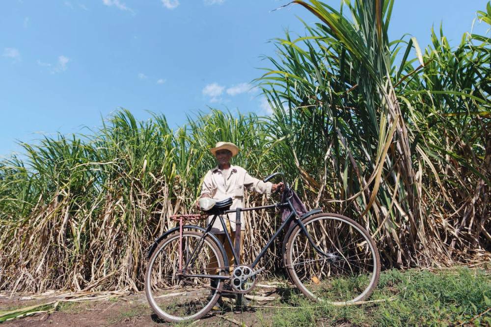 Indentured Labourers-Girmitiyas: The Unsung Saviours of British Sugar Colonies
