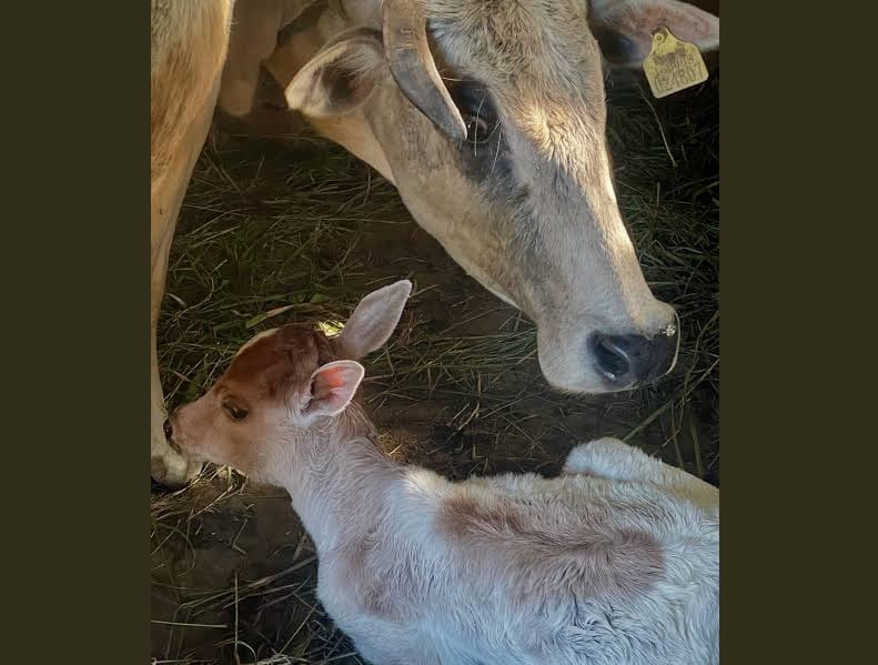 exclusive-a-healthy-badri-female-calf-born-following-the-transfer-of-a-badri-embryo-into-a-sahiwal-recipient-cow-in-uttrakhand