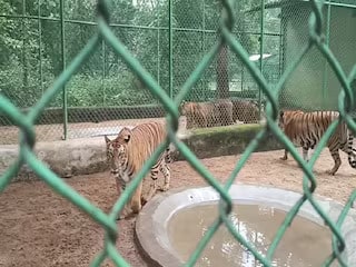 International Tiger Day 2023- Birsa Munda zoo in Ranchi is home place of 9 tigers 