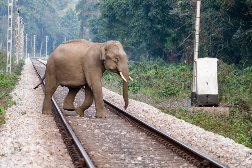 Indian Railways Strengthens AI-Based System to Protect Wildlife, Elephants on Railway Tracks 