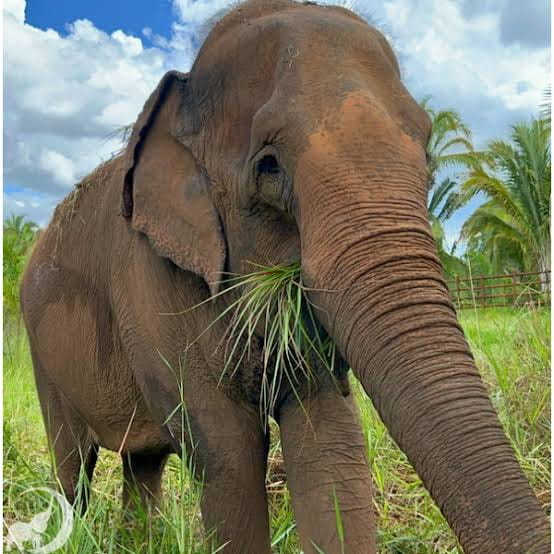 Shocked & Scared For Life: Wild Elephants Kill One in Koderma, Jharkhand 