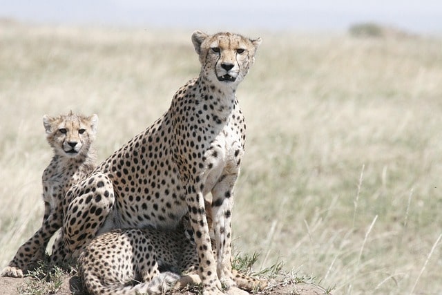 Exclusive-A Sprinting Revival: The Return of the Cheetah