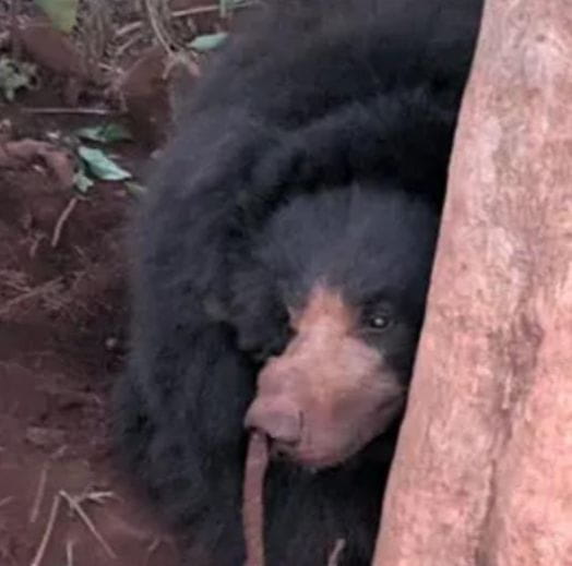 rescued-sloth-bear-to-undergo-veterinary-assessment-and-rehabilitation-in-jharkhand