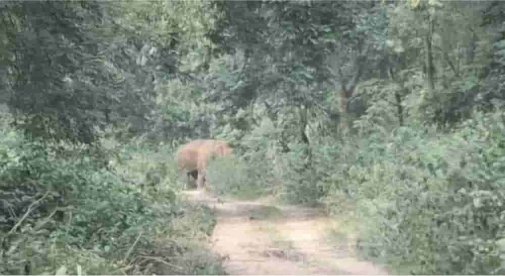 jharkhand-where-a-wild-elephant-walked-into-a-health-centre